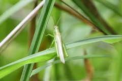 Stenacris vitreipennis