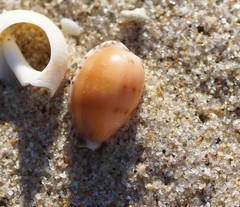 Notocypraea comptonii