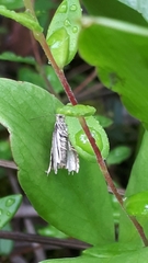 Olethreutes umbrosana