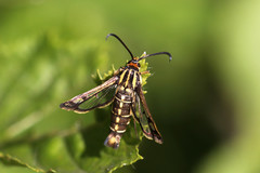 Pyropteron triannuliformis