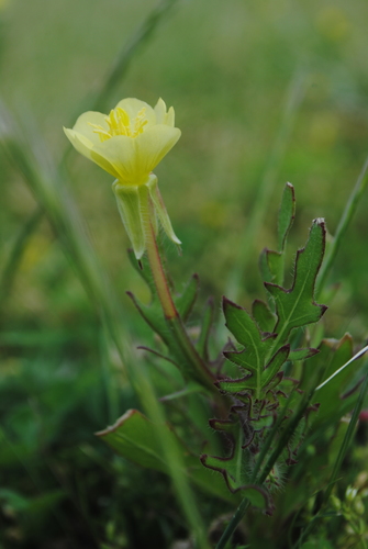 Cutleaf evening primrose (Oenothera laciniata)