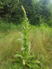 Verbascum thapsus
