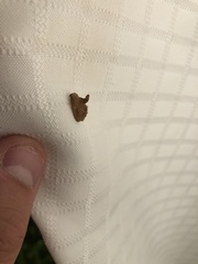 Tortricidia testacea