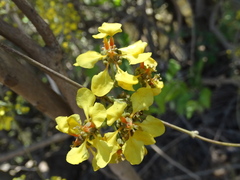 Heteropterys laurifolia