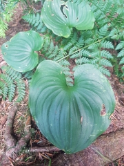 Maianthemum dilatatum