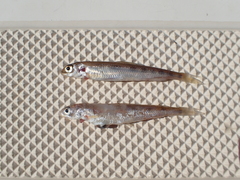 Pygmy Whitefish photo 4