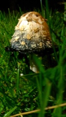 Coprinus comatus