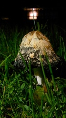 Coprinus comatus
