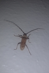Eburia mutica