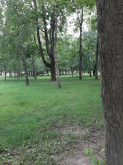 Betula pendula