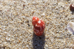 Phasianella ventricosa