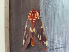 Citheronia azteca