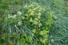 Peucedanum japonicum