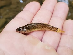 Etheostoma crossopterum