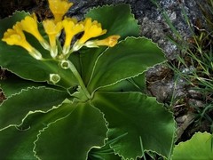 Primula auricula