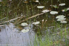 Nuphar variegata