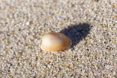 Notocypraea angustata