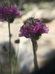 Sidalcea ranunculacea