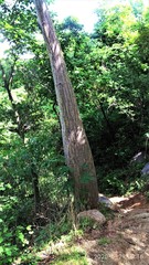 Pseudobombax septenatum