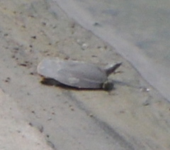 Apalone mutica mutica