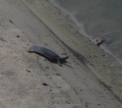 Apalone mutica mutica