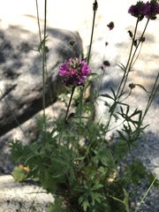 Sidalcea ranunculacea