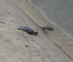 Apalone mutica mutica