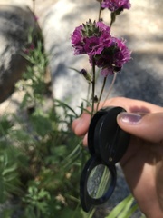 Sidalcea ranunculacea