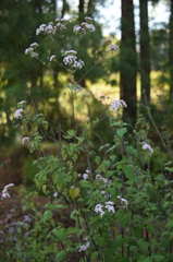 Fleischmannia sonorae