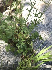 Sidalcea ranunculacea