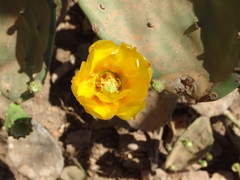Opuntia wilcoxii
