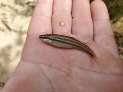 Chrosomus erythrogaster