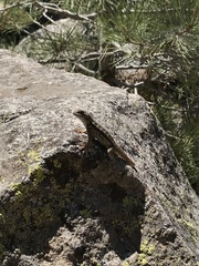 Sceloporus graciosus