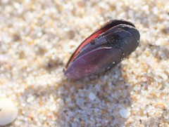 Brachidontes rostratus