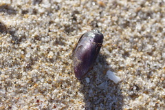 Brachidontes rostratus