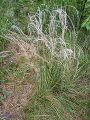 Stipa pennata