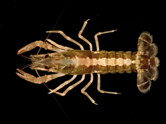 Procambarus lylei