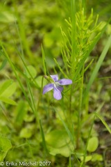 Viola nephrophylla
