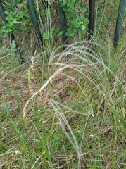 Stipa pennata