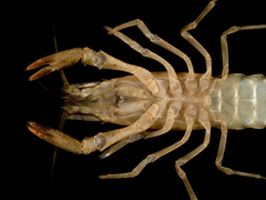 Procambarus lylei