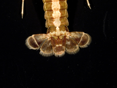Procambarus lylei