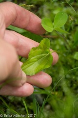 Viola nephrophylla