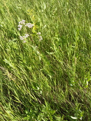 Valeriana officinalis
