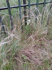 Stipa pennata