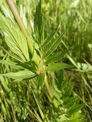 Valeriana officinalis