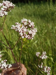 Valeriana officinalis