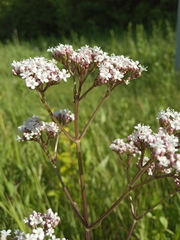 Valeriana officinalis
