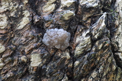 Exidia novozealandica
