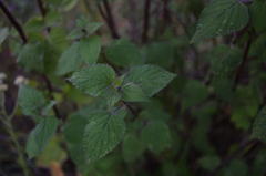 Fleischmannia sonorae