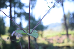 Fleischmannia sonorae